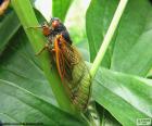 Ağustosböceği bitkiler arasında gizli. Ağustos böcekleri erkekler çok karakteristik bir şarkı yayarlar